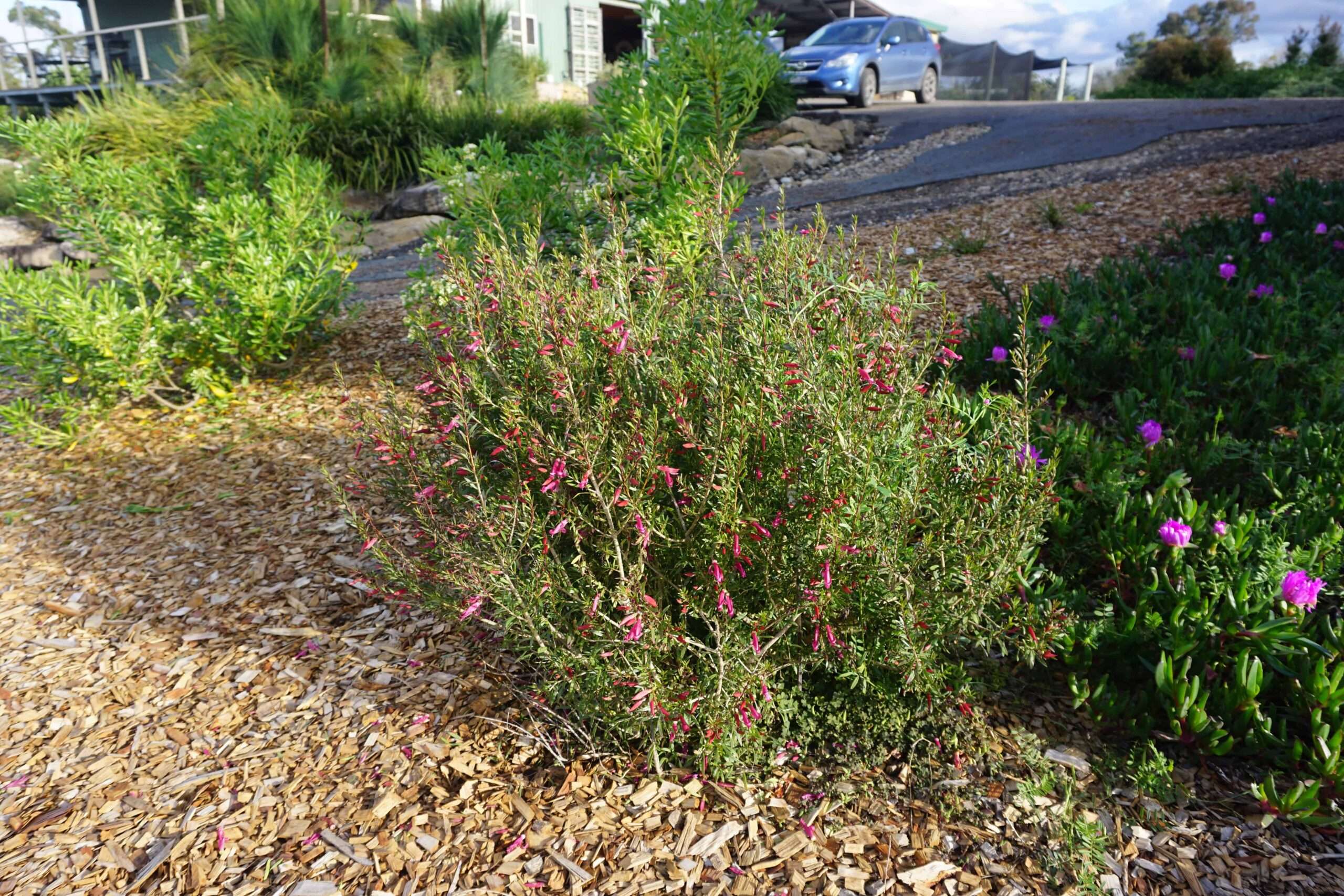 Thriver™ Eremophila spp ‘EREM01’ PBR Intended