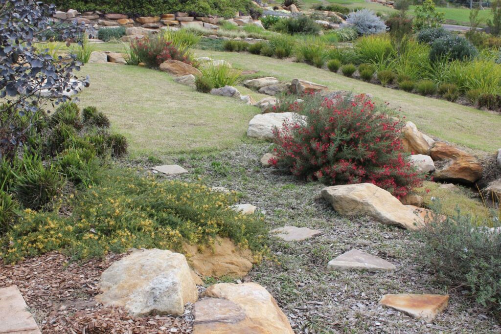 Gold Cluster Grevillea and Crimson Villea Grevillea companion plants