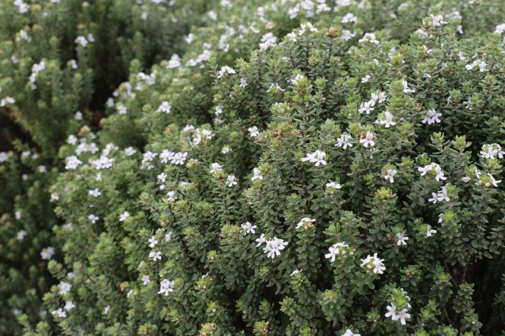 Grey Box Westringia, Australian native companion plant for correa