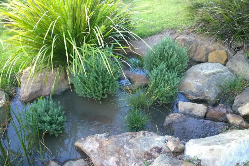 Grey Box Westringia as companion plant for callistemon