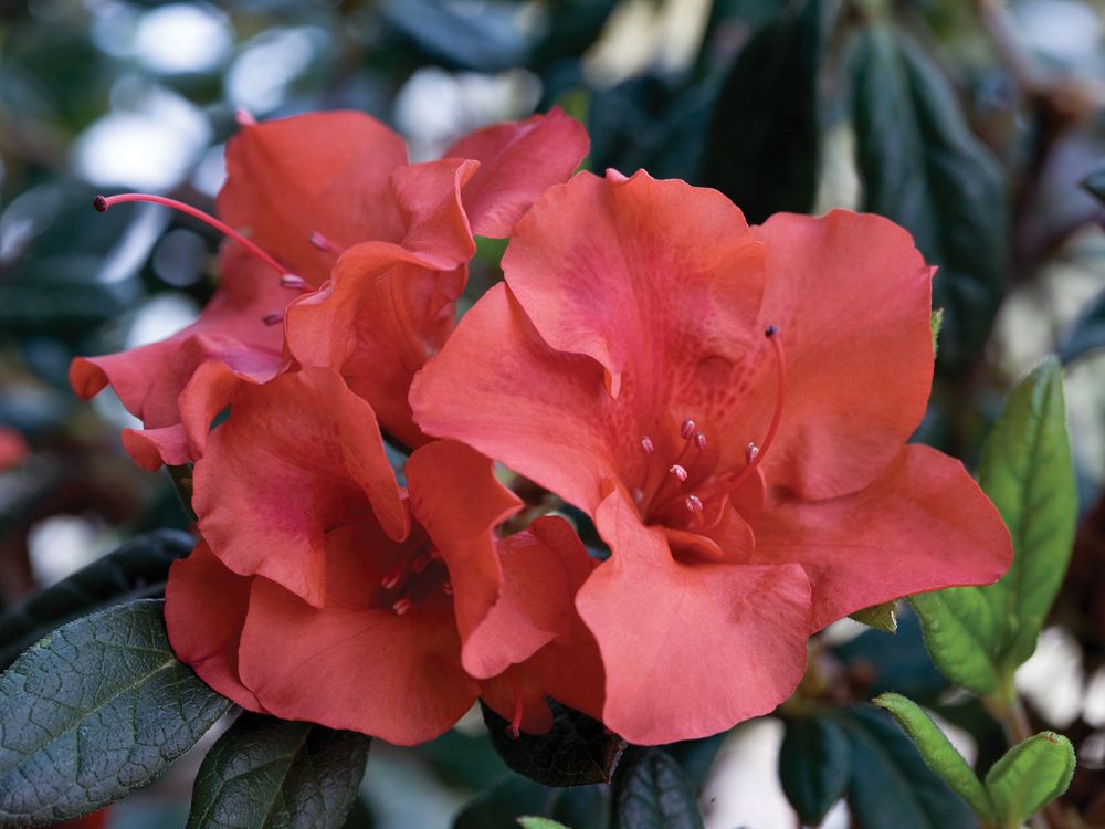 How to Care for Azalea Hedges