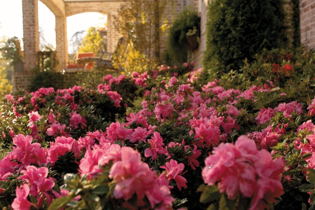 How to Care for Azaleas