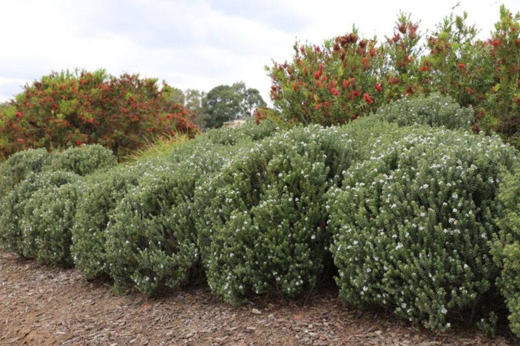 Australian native drought tolerant plant, xeriscaping, Grey Box™ Westringia fruticosa ‘WES04’ PBR