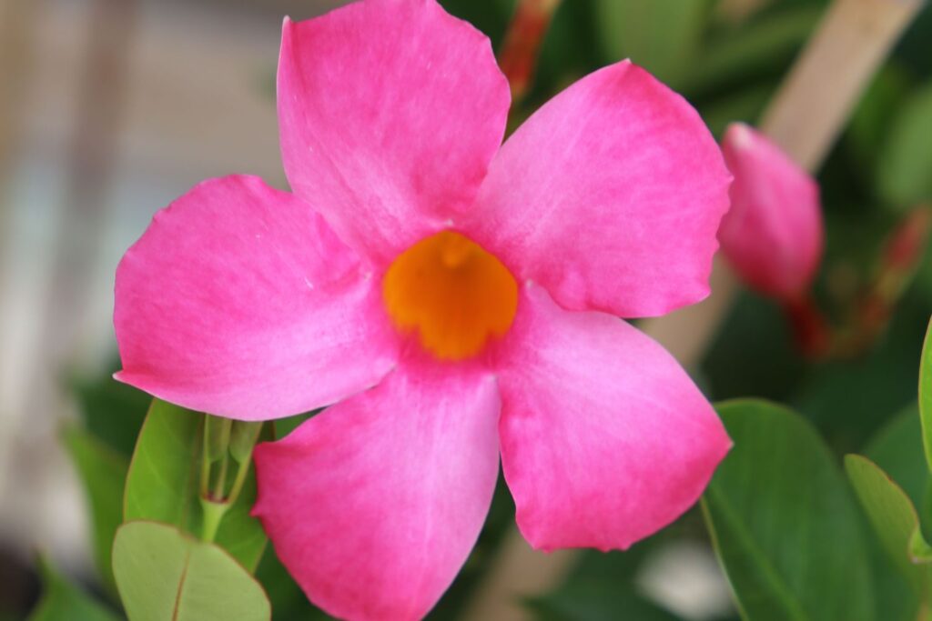 Exotic drought tolerant creeper, vine, flowering All Seasons Pink™ Mandevilla spp ‘MANDI3018’ PBR Intended