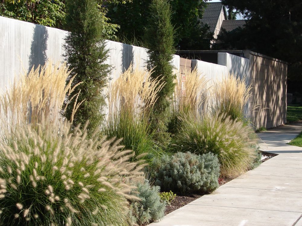 How to Design a Drought Tolerant Garden