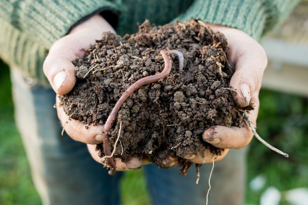 Earthworms for garden health