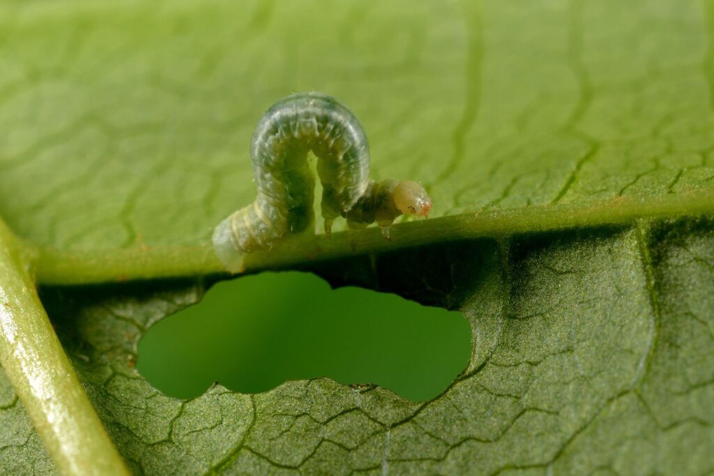 Looper Caterpillar Pest