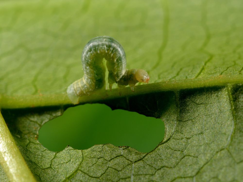 How to control caterpillars naturally