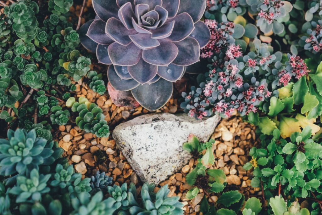 Succulent garden plants