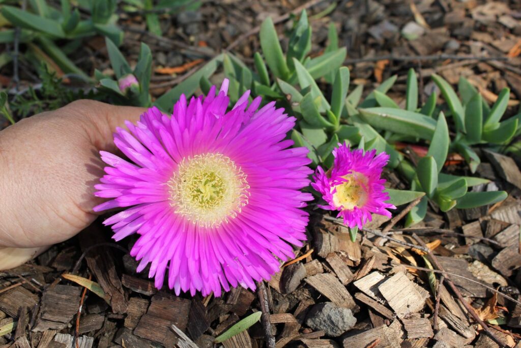 Australian native succulent ground cover plant