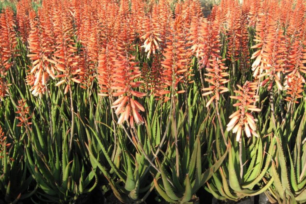 Exotic succulent plants, Mighty Coral™ Aloe hybrid