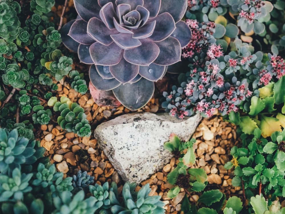 How to grow a succulent garden in Australia