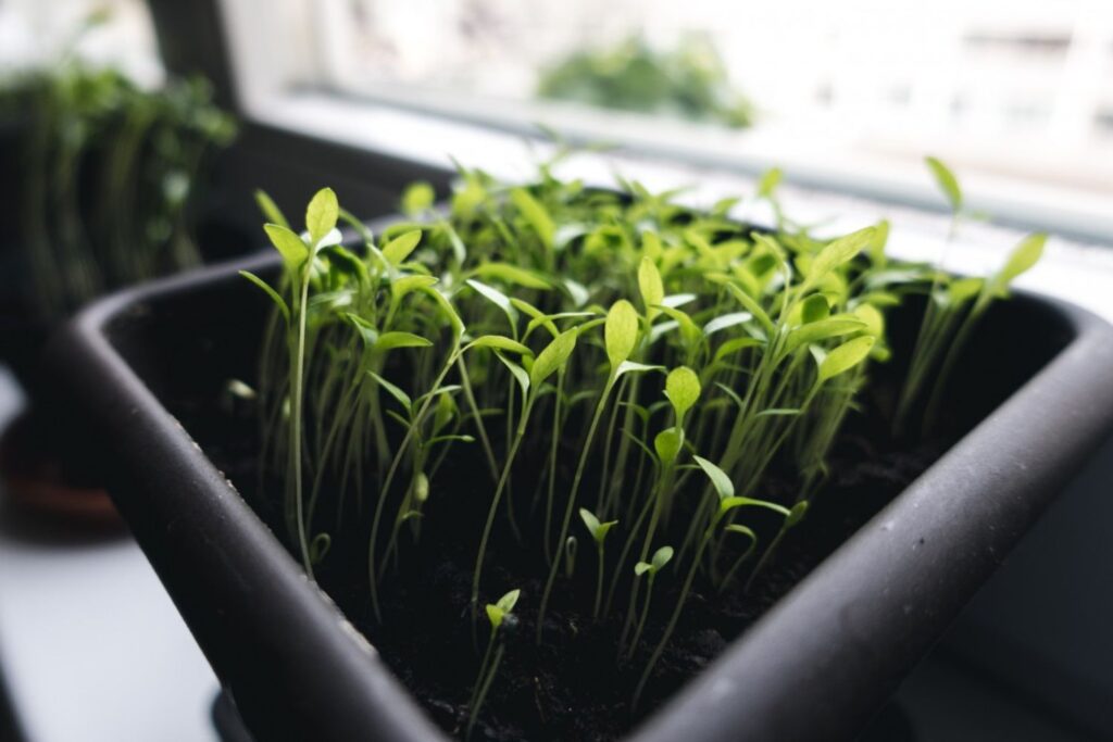 Indoor herbs growing from seed