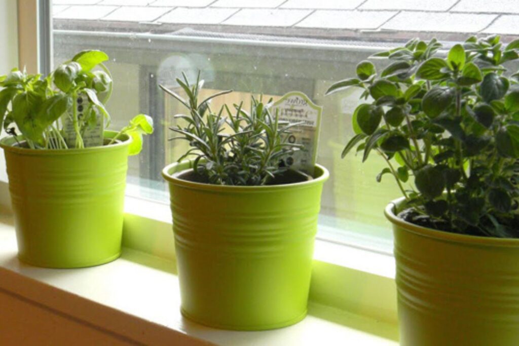 Indoor kitchen herb garden plants