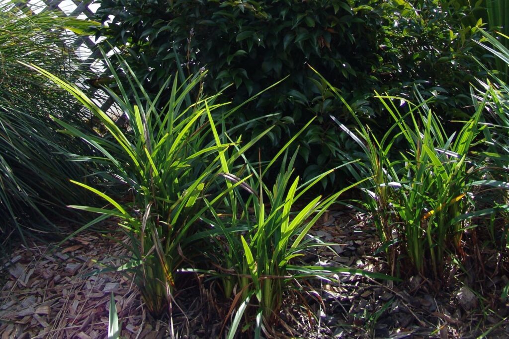 Lilly pilly companion planting with dianella, lomandra and gymea lilly. What to Plant with Lilly Pillies. Sublime™ Acmena smithii ‘DOW30’ PBR