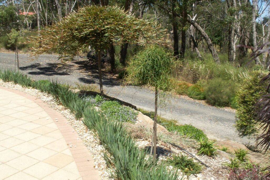 Little Rev™ Dianella revoluta ‘DR5000’ PBR. Westringia companion plant