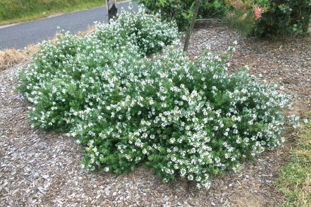 Low Horizon Westringia in flower