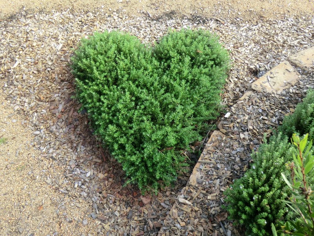 Low Horizon Westringia pruned into a heart shape