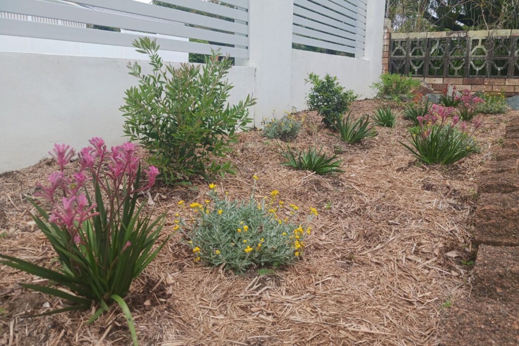 Native Australian garden plants with straw mulch