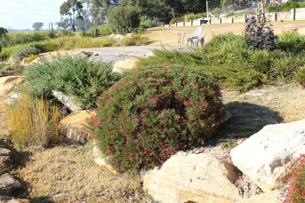 Native companion plants for grevillea with Crimson Villea™ Grevillea rosmarinifolia ‘H16’ PBR