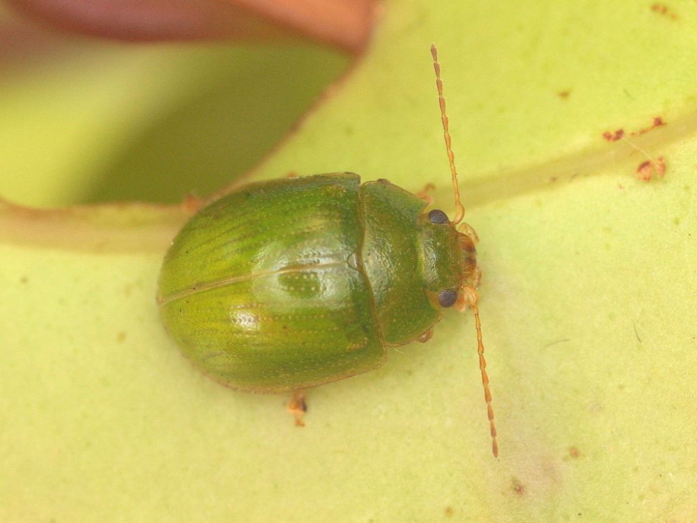 Natural Control of Lilly Pilly Beetles