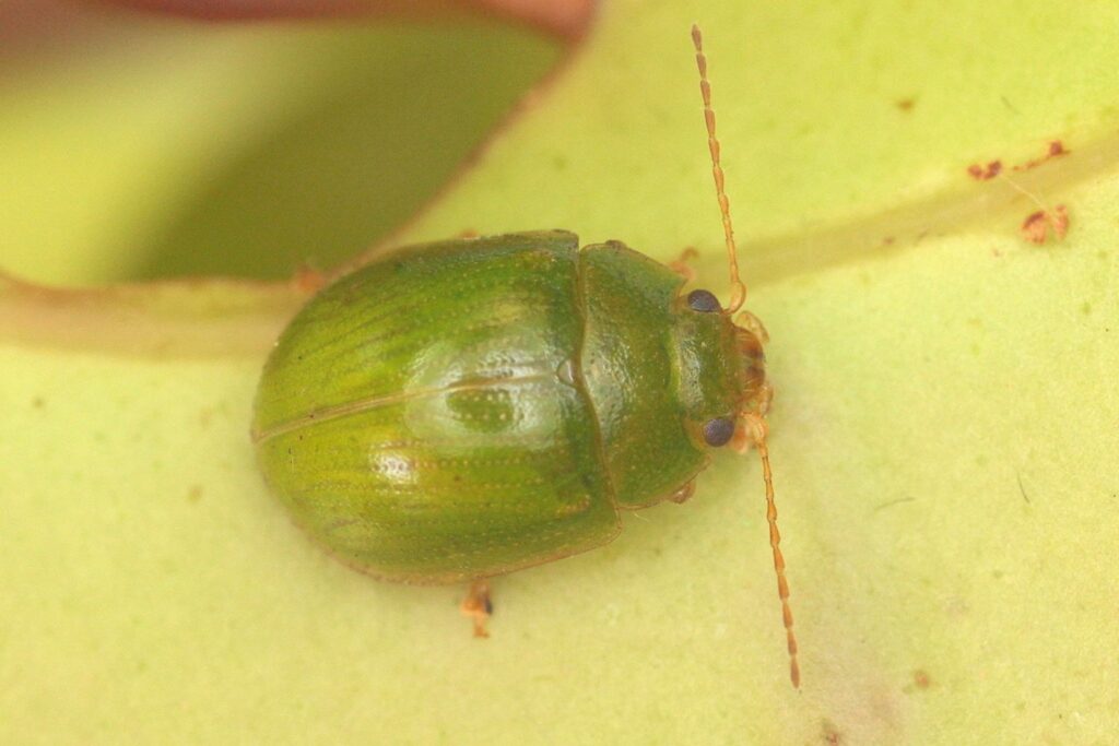 Paropsides Calypso, Lilly Pilly Beetle pest