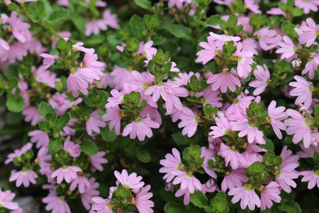 Pink Fusion™ Scaevola spp. ‘PFS200’ PBR Intended. Westringia companion plant