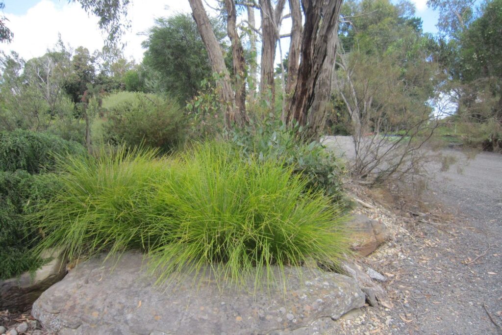 Tanika® Lomandra longifolia ‘LM300’ PBR, companion plants for grevillea