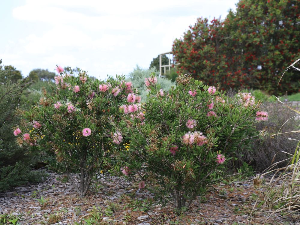 What to Plant with Australian Grasses