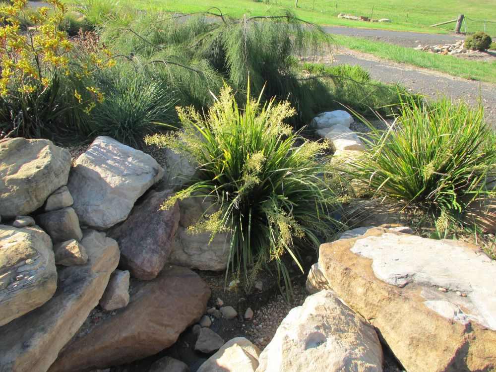 What to Plant with Lomandra