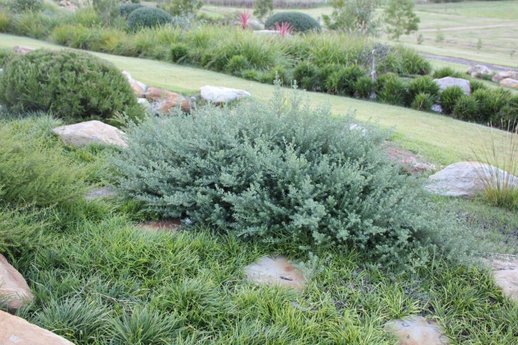 What to plant with westringia. Low Horizon™ Westringia fruticosa ‘WES06’ PBR