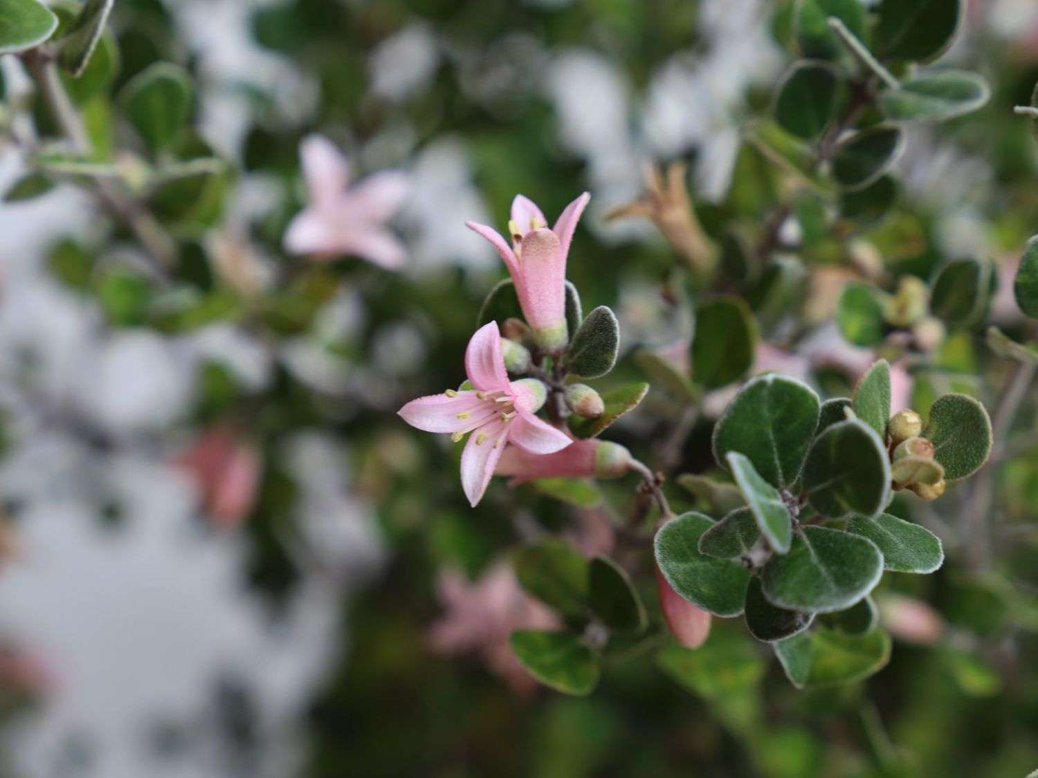 Bring in some colour with the grey-green leaves and soft pink flowers